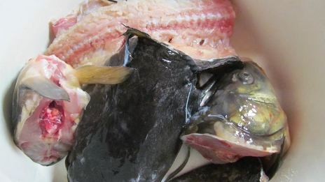 уха из речной рыбы