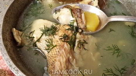 уха из судака по-рыбацки
