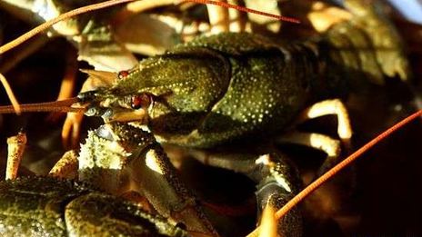 уха с речной рыбы