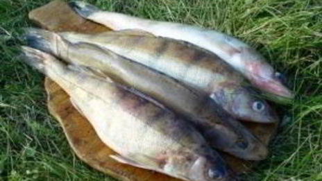 уха в казане