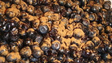 овсяное печенье с черникой и корицей