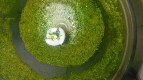 пирожное новогоднее