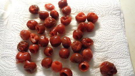 шарлотка с ревенем, вяленой вишней и пряностями