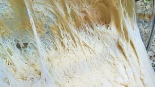 Медовое дрожжевое тесто