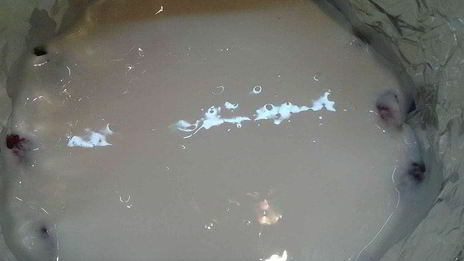 торт из печенья со сгущенкой