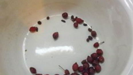 компот из имбиря