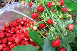 Компот из земляники на зиму