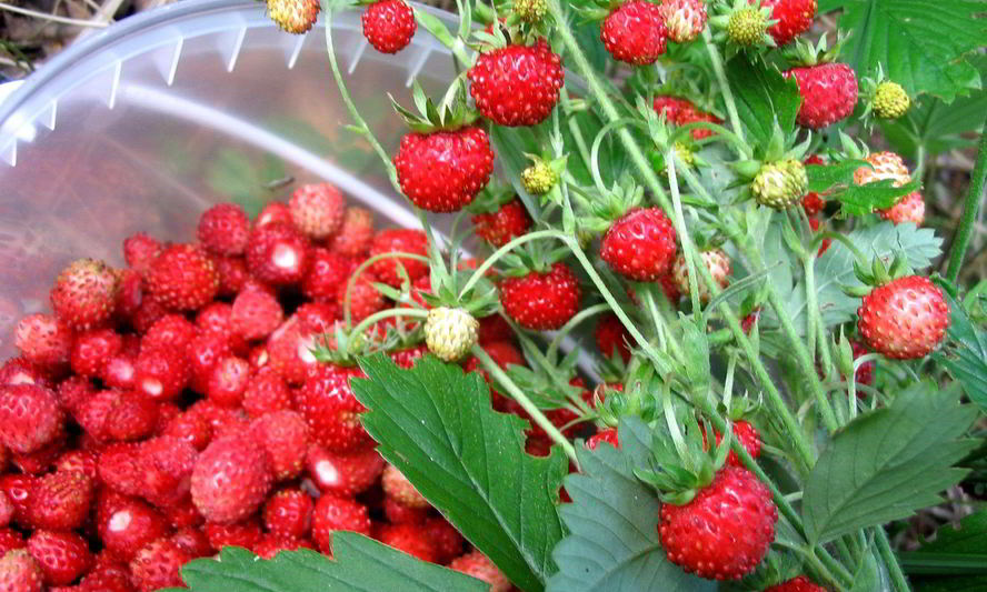 Рецепт компот из земляники на зиму