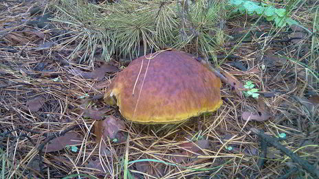 грибочки маринованные