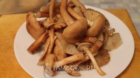 маринование опят без стерилизации на зиму
