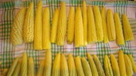 маринованная кукуруза на зиму