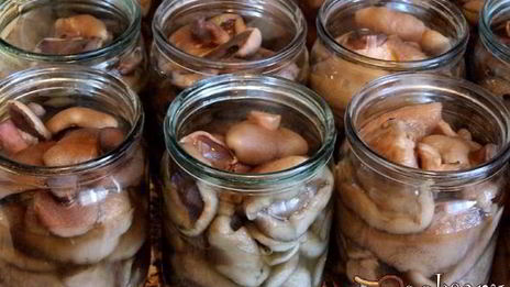 маринованные маслята на зиму