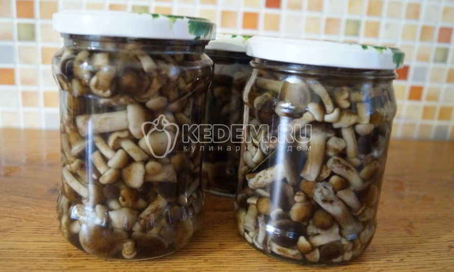 Рецепт маринованные опята малыши в банке