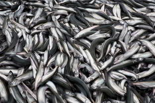 Мойва на зиму