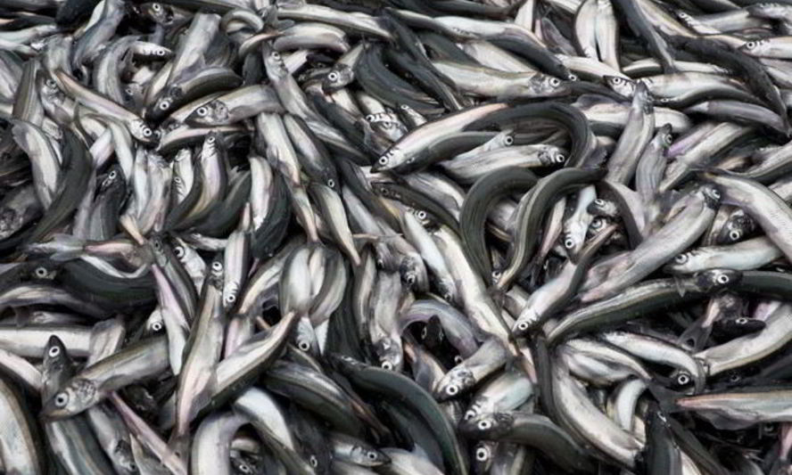 Рецепт мойва на зиму