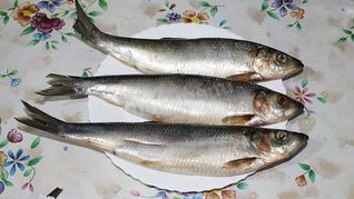 Домашняя соленая селедка