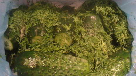 малосольные огурцы без рассола