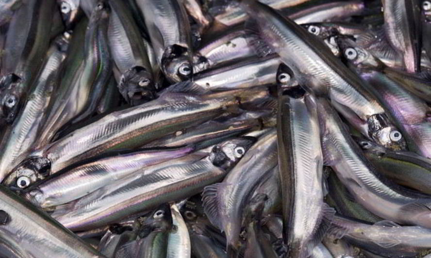 Рецепт мойва пряного посола