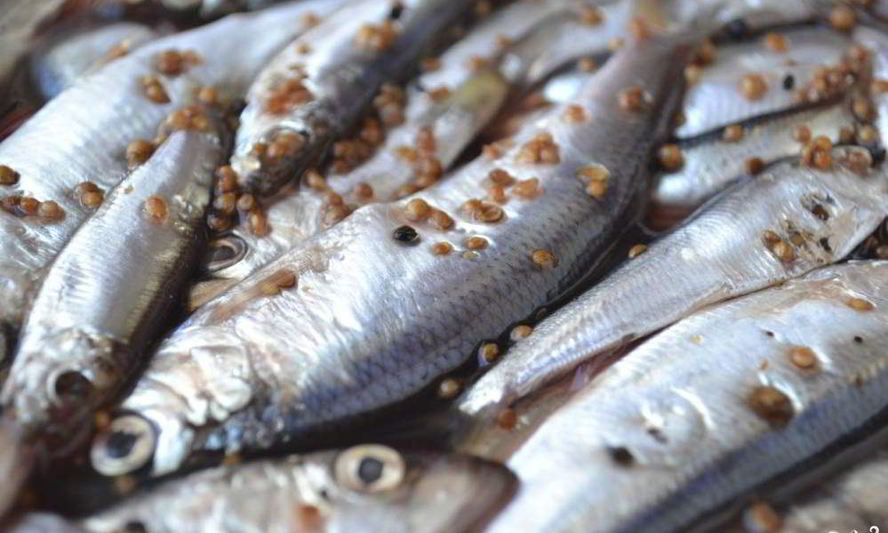 Рецепт салака пряного посола