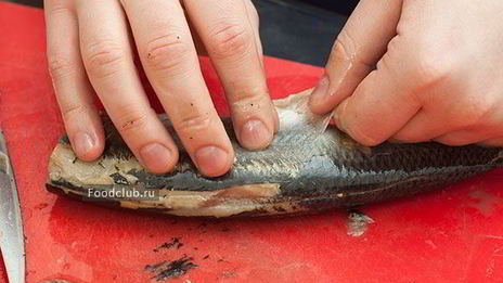 сельдь соленая