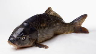 Соленый карпа