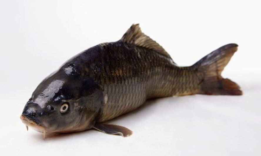 Рецепт соленый карпа