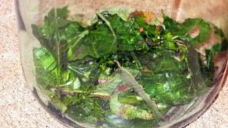 соленые помидоры