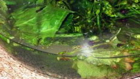 соленые помидоры