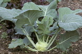 Заготовка из кольраби на зиму