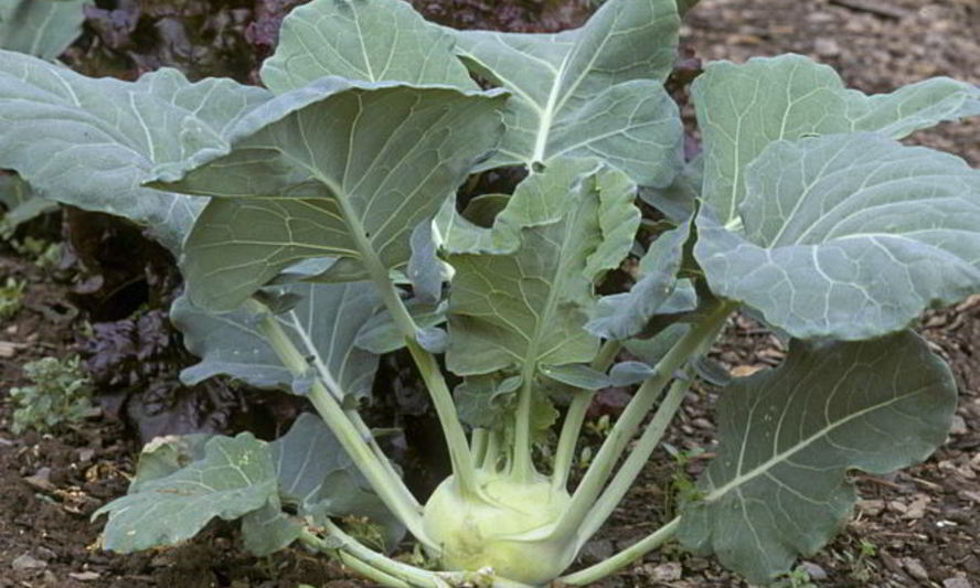 Рецепт заготовка из кольраби на зиму