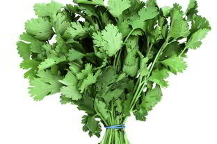 Заготовка кинзы на зиму