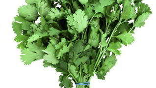 Заготовка кинзы на зиму