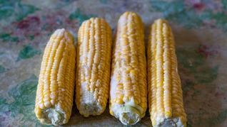 Заморозка кукурузы на зиму в початках