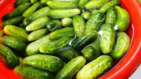 засолка бочковых огурцов на зиму