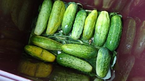 засолка бочковых огурцов на зиму
