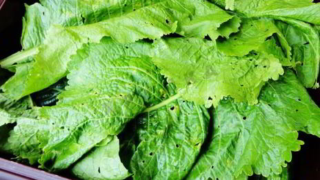 засолка бочковых огурцов на зиму