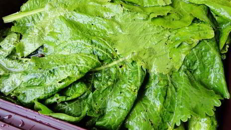 засолка бочковых огурцов на зиму