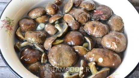 икра из моховиков