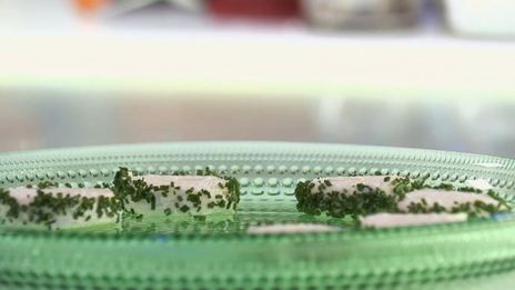 канапе с форелью