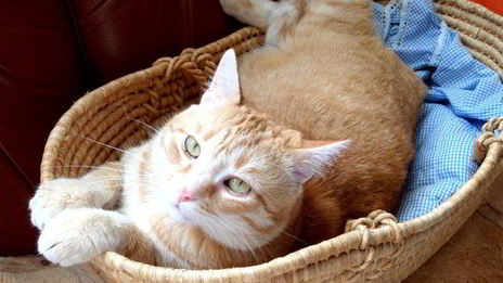 ароматный паштет к завтраку