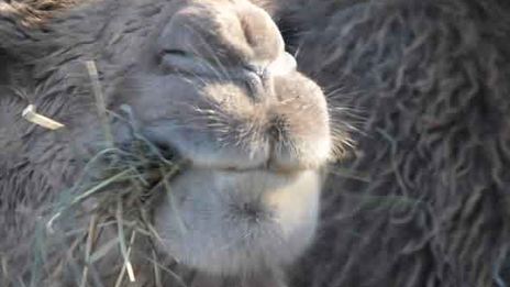 роллы по-русски