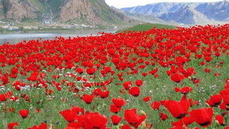 самса по-казахски