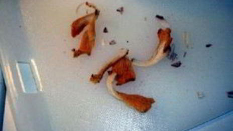 сэндвич с грибами