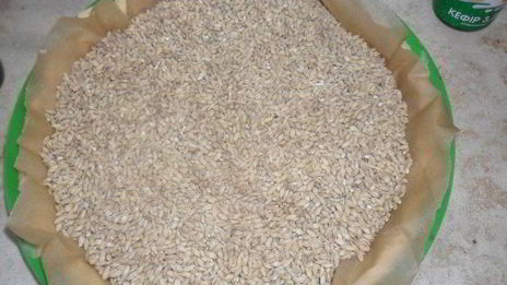 мандариновый тарт