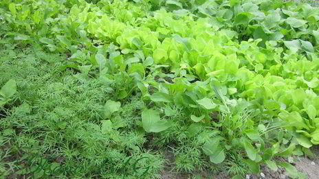 тарт творожный с зеленью